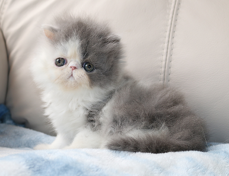 kittens-for-sale-ontario