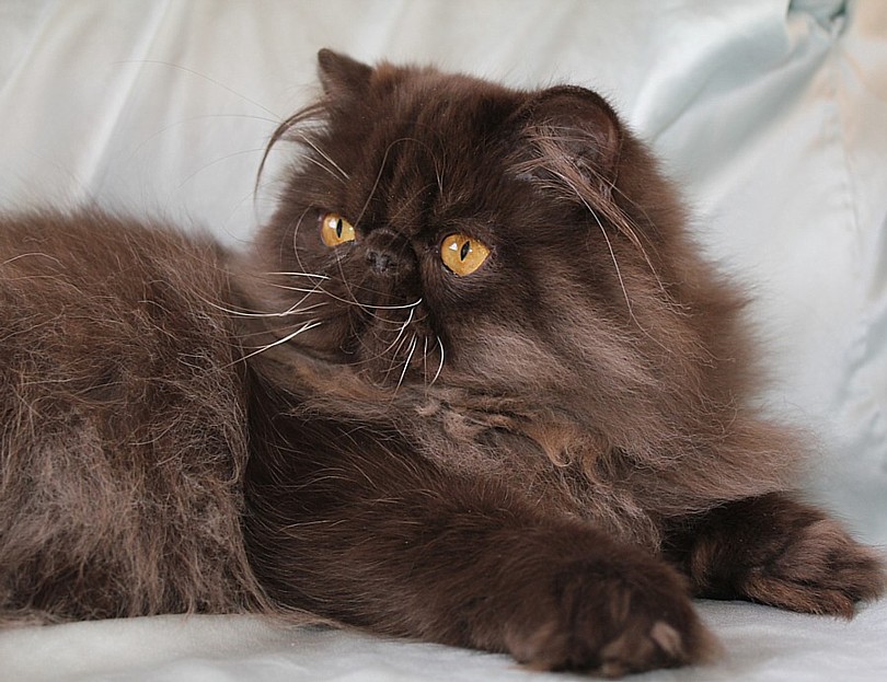 Alfenloch Himalayan-Persian kittens, Ontario, Canada
